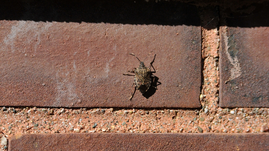 stink bug on brick wall